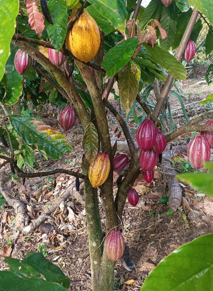 Planta de Cacao3