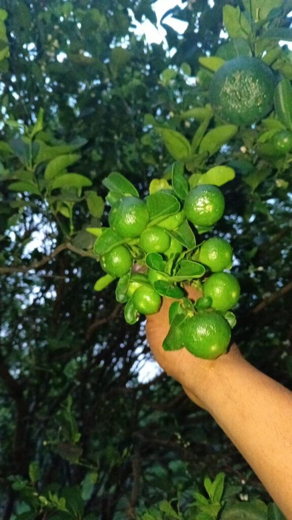 Limón Tahití