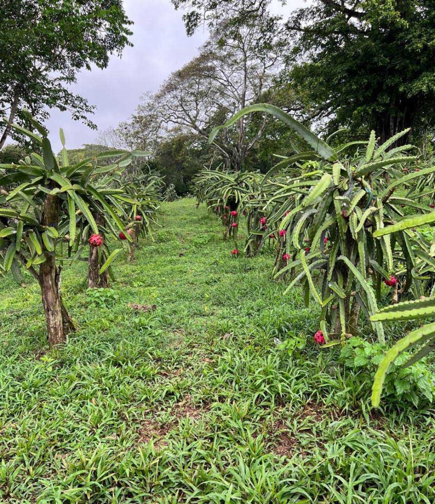 Plantación de pithayas