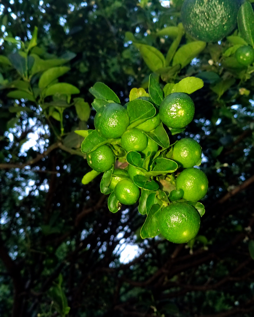 limones