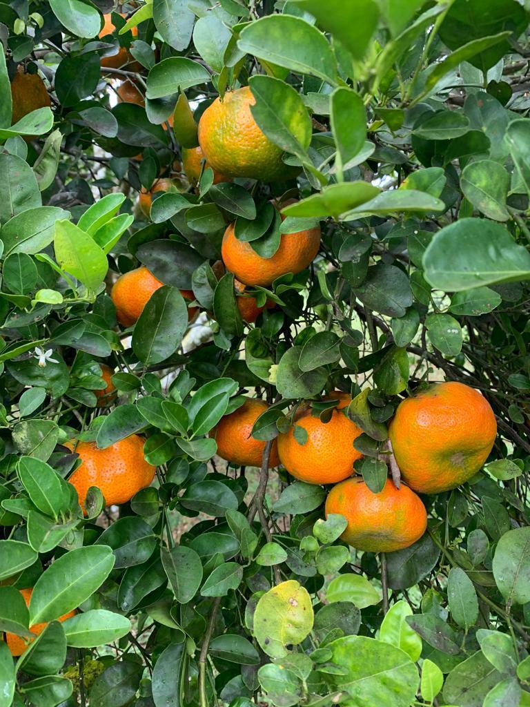 mandarina 2